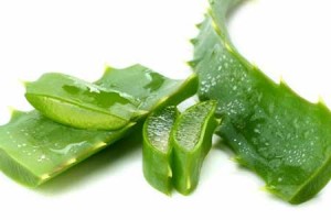 aloe vera ว่านหางจระเข้ ส่วนประกอบสำคัญเอเจล เอ็กซ์โซ Agel EXO