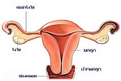 ปวดประจำเดือน-ปวดท้องเม็นส์-agel-exo-ไม่อยากทานยา